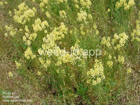toadflax, yellow